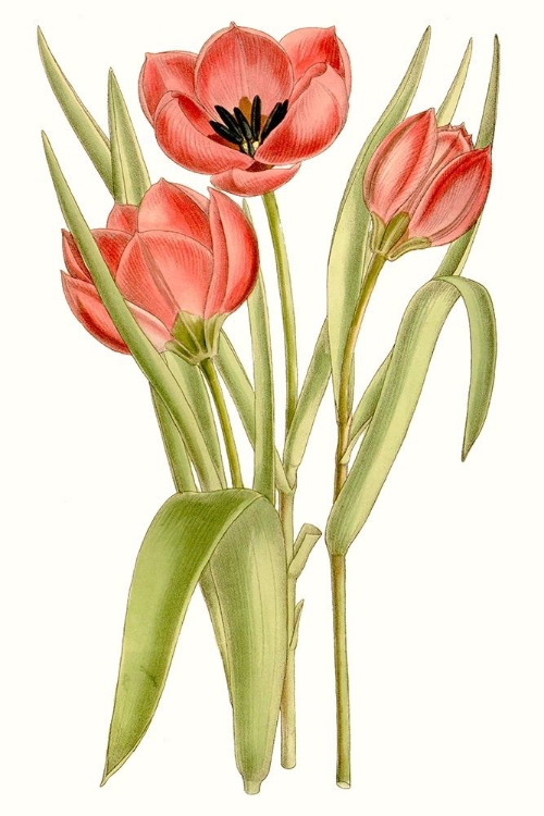 Picture of CURTIS TULIPS VII