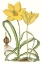 Picture of CURTIS TULIPS VIII