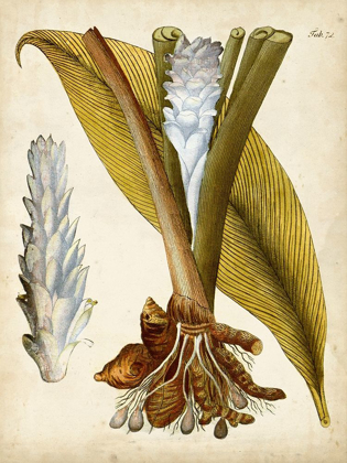 Picture of HORTICULTURAL SPECIMEN I