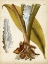 Picture of HORTICULTURAL SPECIMEN I