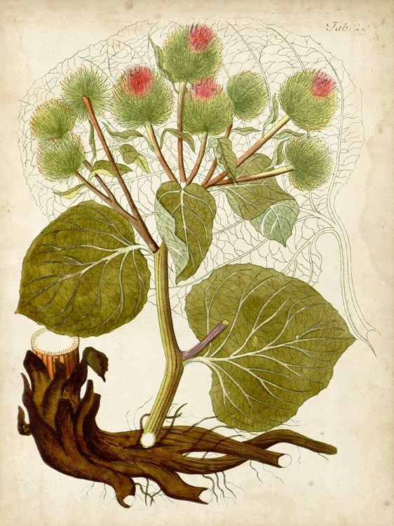 Picture of HORTICULTURAL SPECIMEN V