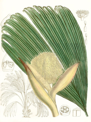 Picture of PALM MELANGE II