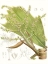 Picture of PALM MELANGE III