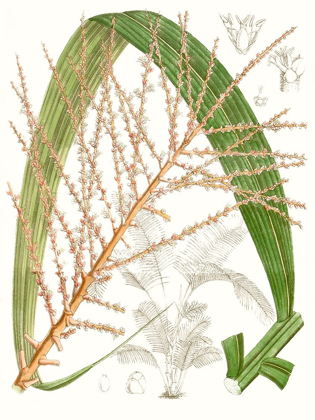 Picture of PALM MELANGE VII