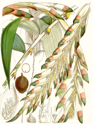 Picture of TROPICAL VARIETY I