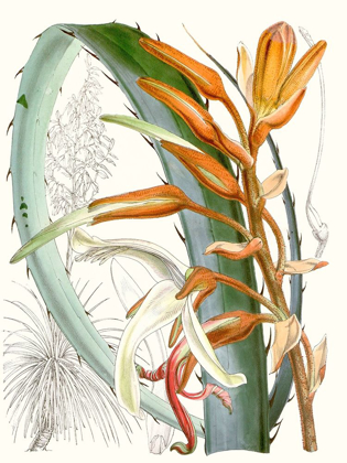 Picture of TROPICAL VARIETY III