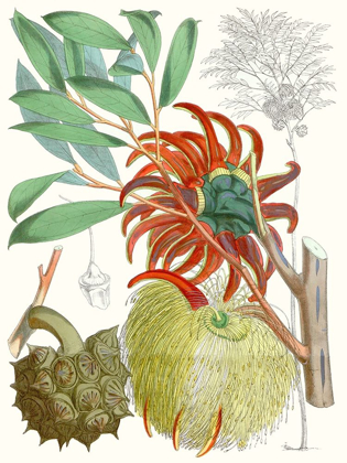 Picture of TROPICAL VARIETY IV