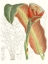 Picture of TROPICAL VARIETY VII