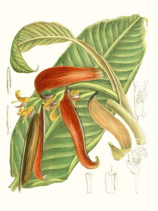 Picture of TROPICAL VARIETY VIII