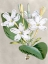 Picture of ALABASTER BLOOMS II