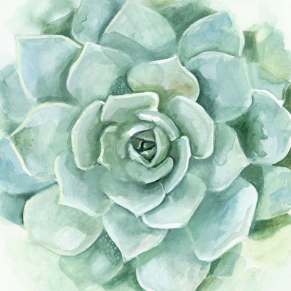 Picture of VERDANT SUCCULENT I