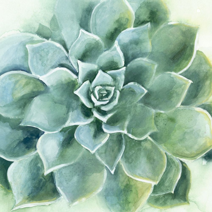 Picture of VERDANT SUCCULENT II