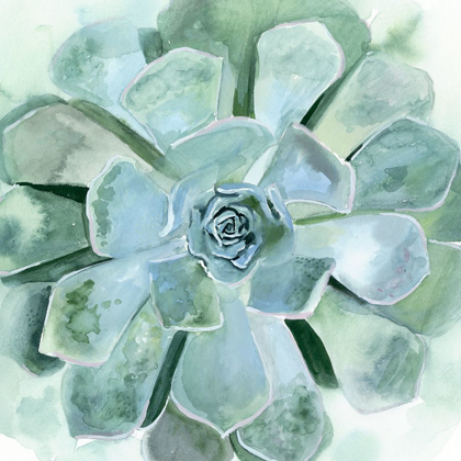 Picture of VERDANT SUCCULENT III
