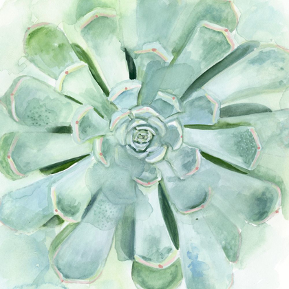 Picture of VERDANT SUCCULENT IV