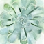 Picture of VERDANT SUCCULENT IV