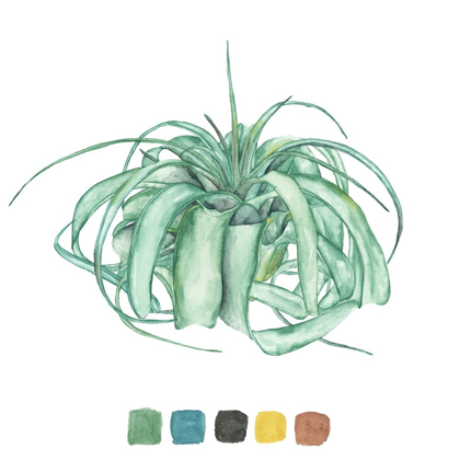 Picture of AIR PLANT STUDY I
