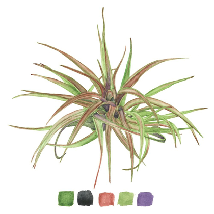 Picture of AIR PLANT STUDY II