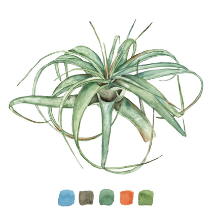 Picture of AIR PLANT STUDY III