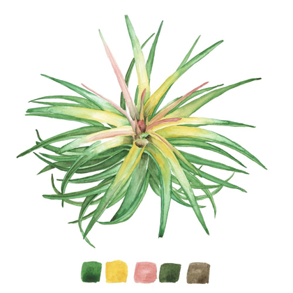 Picture of AIR PLANT STUDY IV