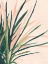 Picture of FROND IMPRESSION II