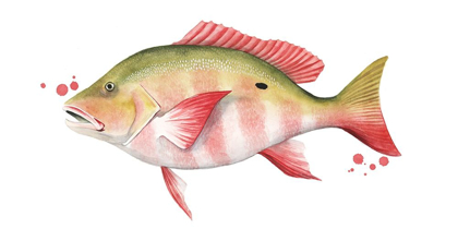 Picture of CHROMATIC CATCH II