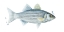 Picture of CHROMATIC CATCH III