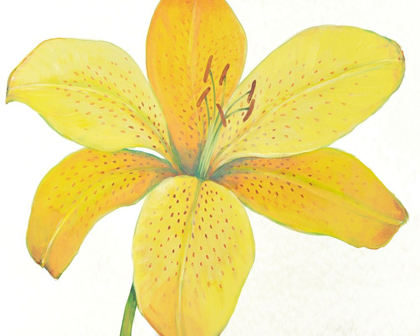 Picture of CITRON TIGER LILY II