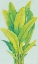 Picture of CHARTREUSE TROPICAL FOLIAGE I
