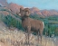 Picture of ANIMALS OF THE WEST IV