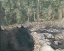 Picture of VIRGINIA FOREST II