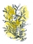Picture of CITRON SEA KELP II