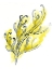 Picture of CITRON SEA KELP III