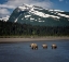 Picture of BEAR LIFE V