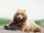 Picture of BEAR LIFE VI