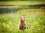 Picture of BEAR LIFE VII