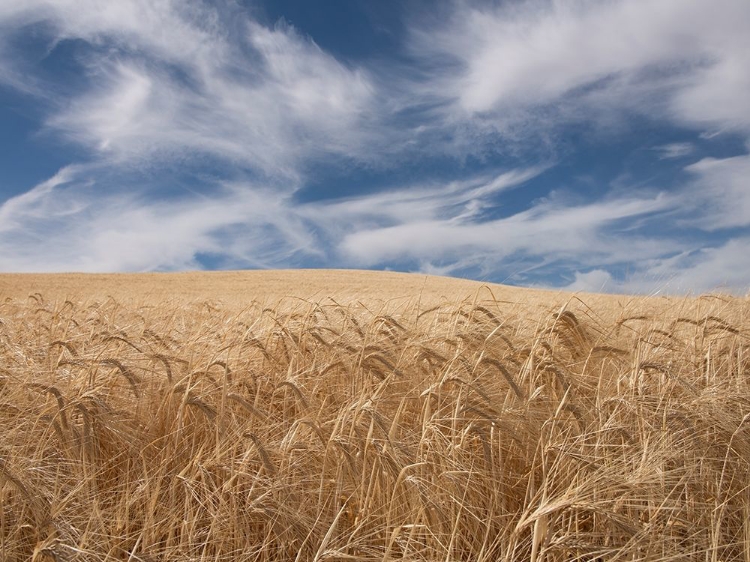 Picture of FARM AND FIELD II