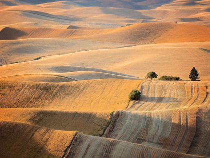 Picture of FARM AND FIELD III