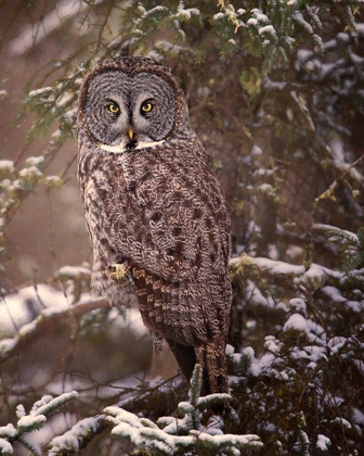 Picture of OWL IN THE SNOW I