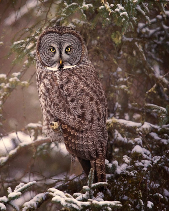 Picture of OWL IN THE SNOW I