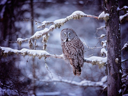 Picture of OWL IN THE SNOW II