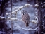 Picture of OWL IN THE SNOW II
