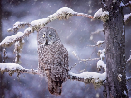 Picture of OWL IN THE SNOW III