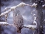 Picture of OWL IN THE SNOW III
