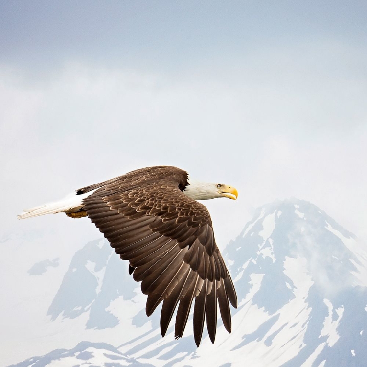 Picture of MAJESTIC EAGLE I