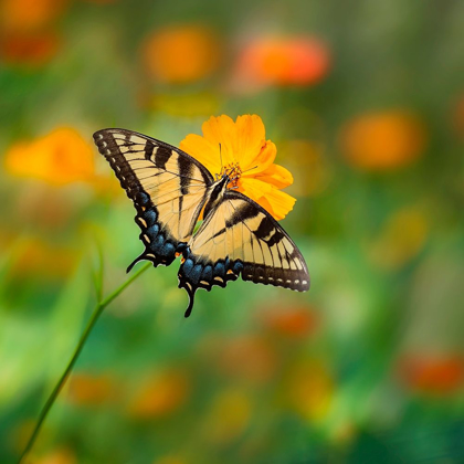 Picture of BUTTERFLY PORTRAIT I