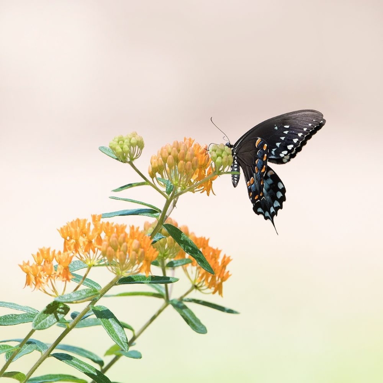 Picture of BUTTERFLY PORTRAIT II