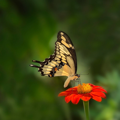 Picture of BUTTERFLY PORTRAIT V
