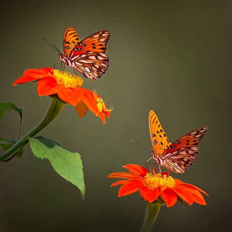 Picture of BUTTERFLY PORTRAIT VI