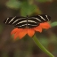 Picture of BUTTERFLY PORTRAIT VII