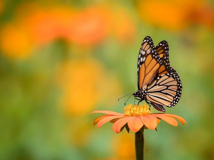 Picture of BUTTERFLY PORTRAIT IX